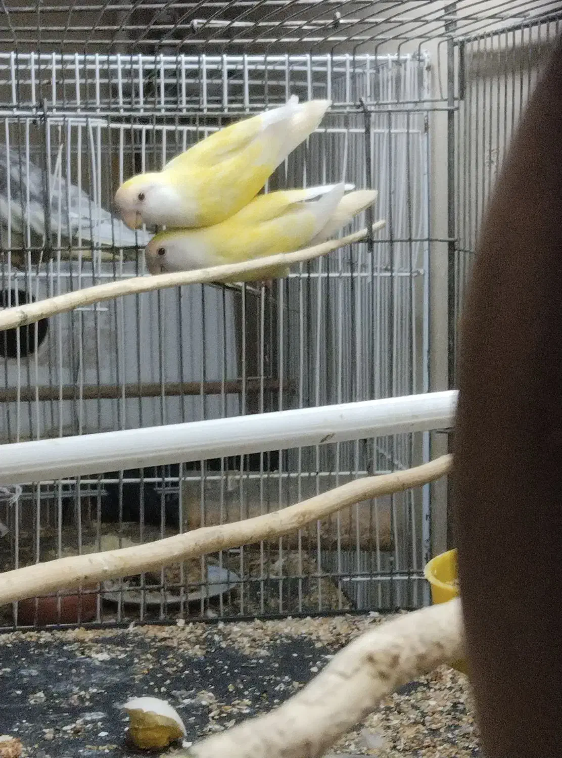 یک جفت کوتوله برزیلی معاوضه نرگسی قناری|پرنده|شیروان (خراسان), |دیوار