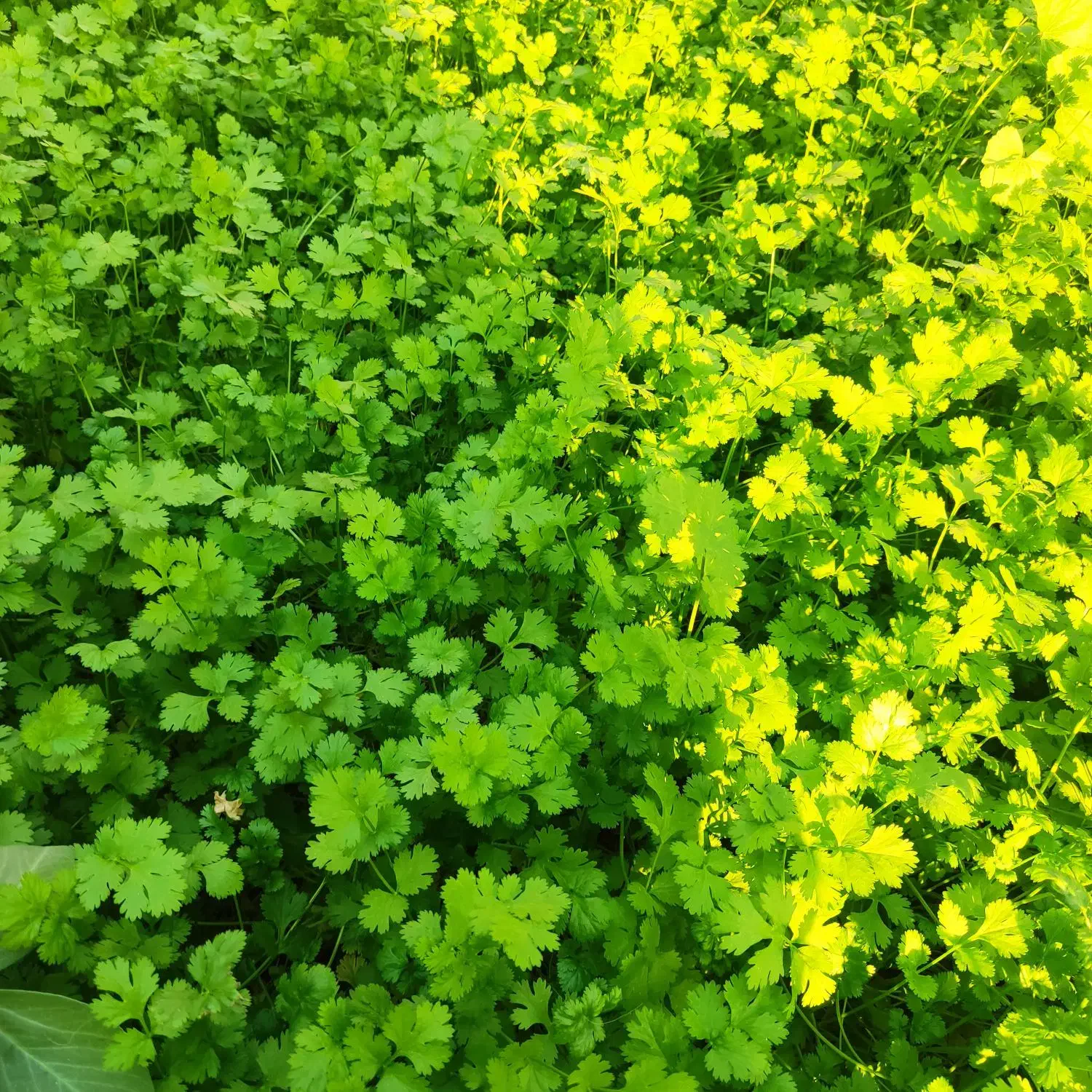 گشنیز گشنیز تازه و درجه یک|خوردنی و آشامیدنی|رامشیر, |دیوار