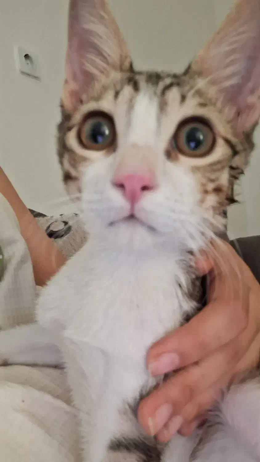 واگذاری گربه|گربه|بهبهان, |دیوار