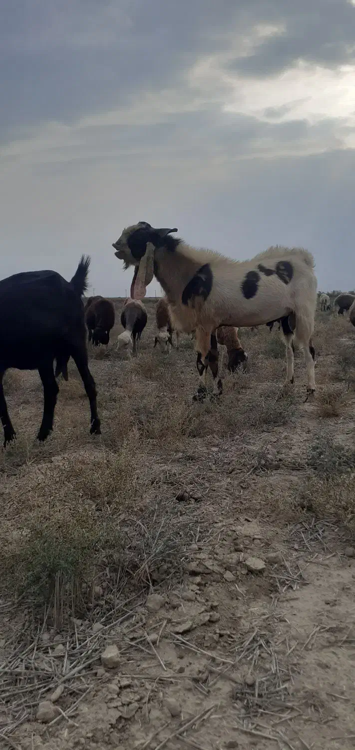 تکه|حیوانات مزرعه|انبارآلوم, |دیوار