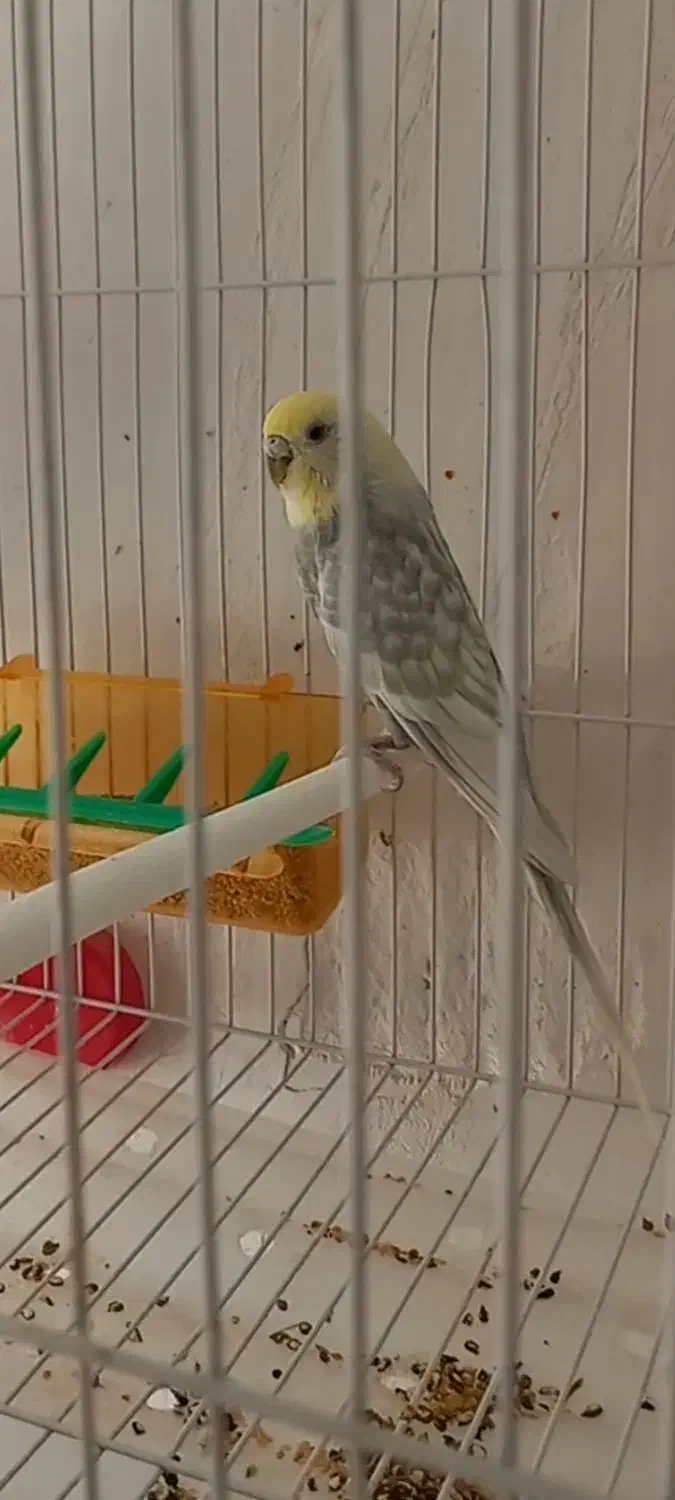 مرغ عشق رینبو ضمانت تخم و جوجه|پرنده|قائن, |دیوار