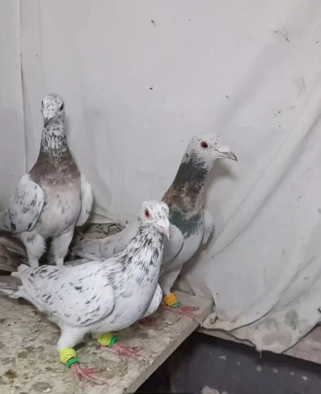 ۵ تا هفرنگ نر جوان یه ساله  زد و خردی|پرنده|قزوین, |دیوار