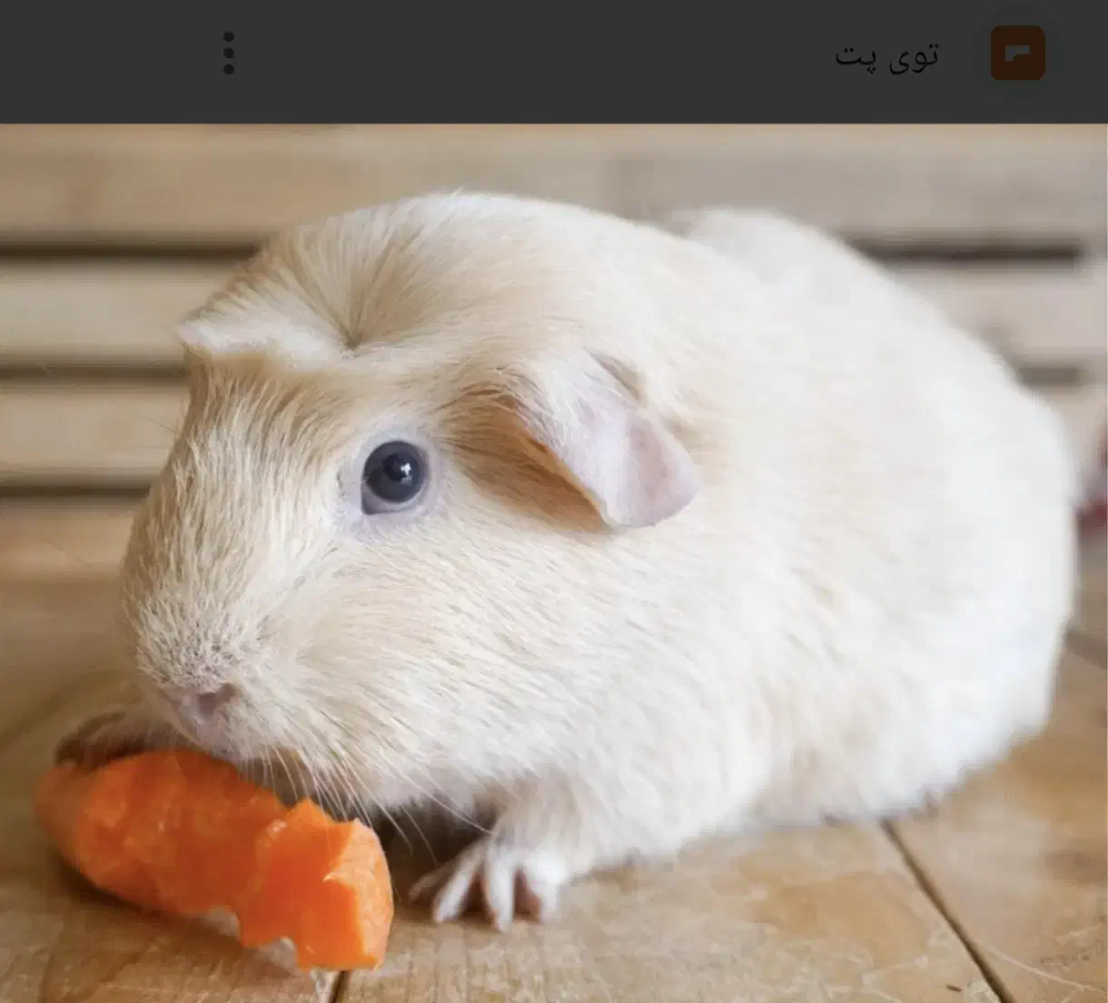 فروش و معاوضه خوکچه هندی|موش و خرگوش|کرمان, |دیوار