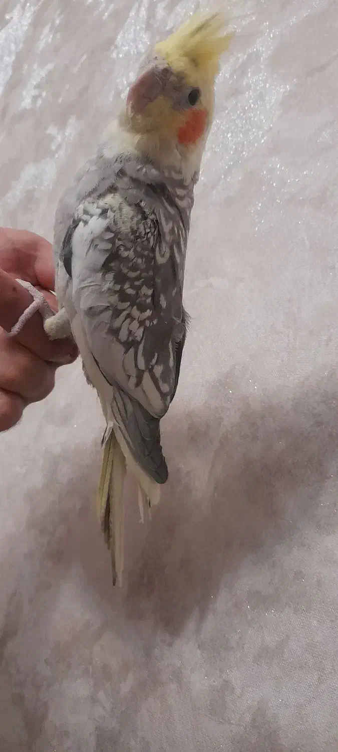 عروس هلندی|پرنده|زنجان, |دیوار