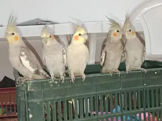 فروش عروس هلندی|پرنده|آشخانه, |دیوار