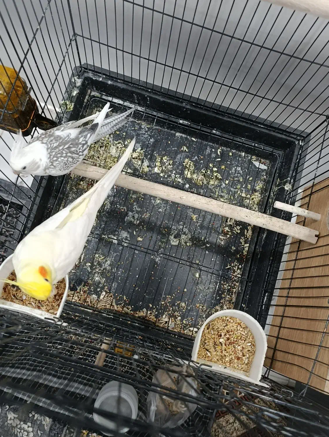 عروس هلندی با جوجه|پرنده|زابل, |دیوار