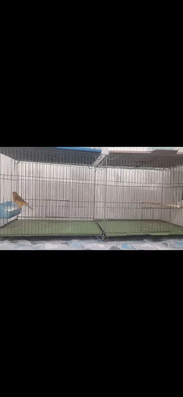 قناری نر دارچین و سبز|پرنده|کرمان, |دیوار