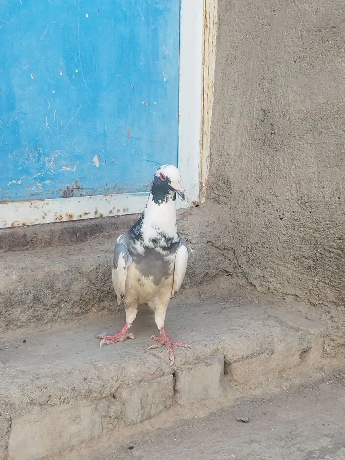 کفتر پلنگ|پرنده|جوین, |دیوار