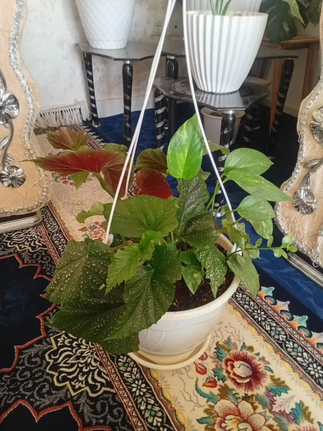 گل وگیاه|گل و گیاه طبیعی|هشتگرد, فاز ۳ مهستان|دیوار