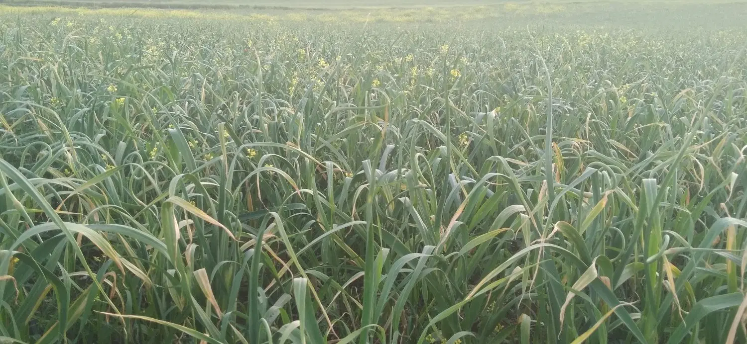 سیر  قرمز|عمده‌فروشی|انگوت, |دیوار