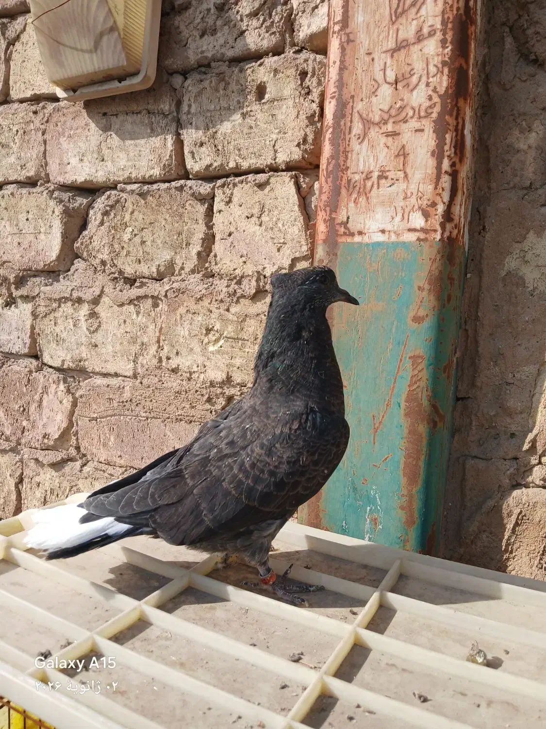 کفتر جوجه|حیوانات|اصفهان, احمدآباد|دیوار