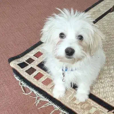 شیتزو|سگ|تهران, ائمه اطهار|دیوار