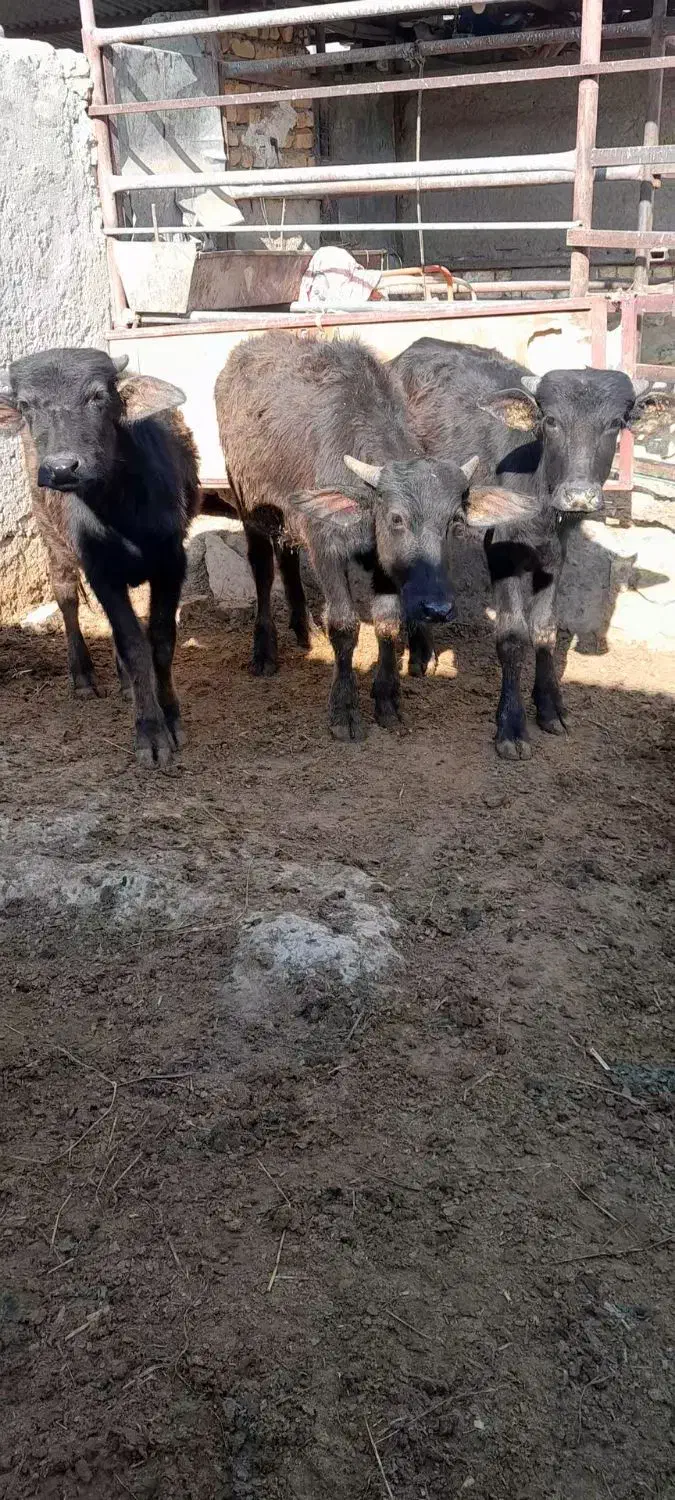 گاومیش|حیوانات مزرعه|کربال, |دیوار