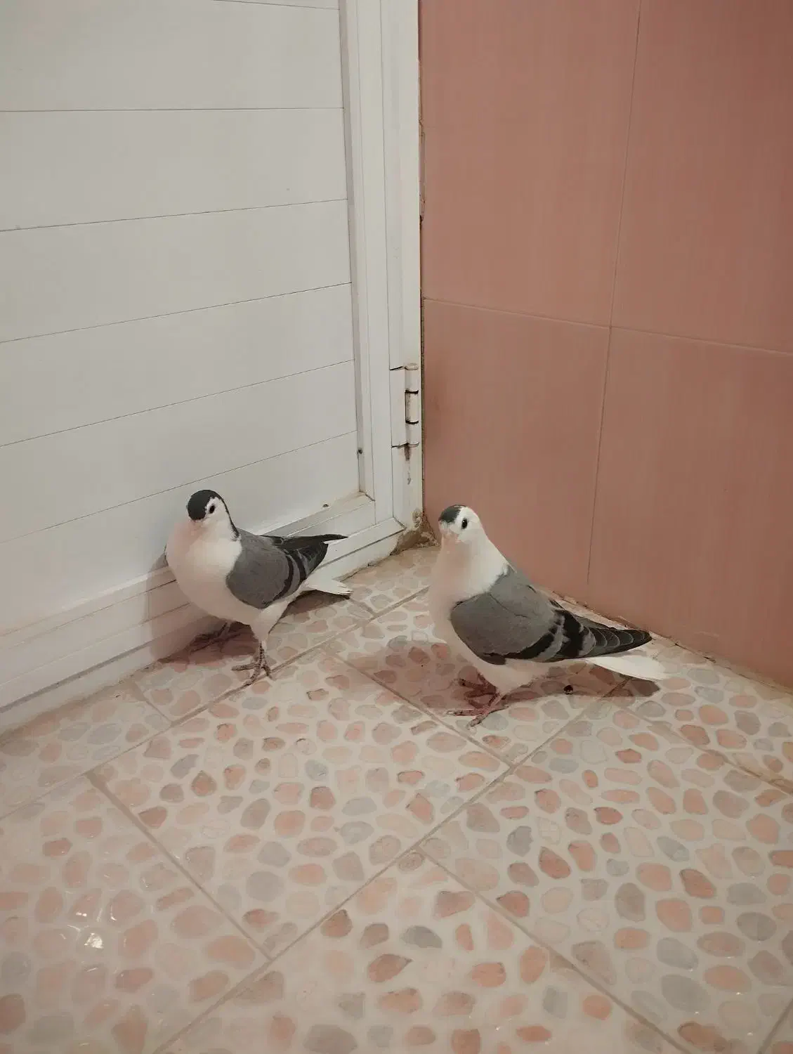 کفتر|پرنده|سبزوار, کهنه آب|دیوار