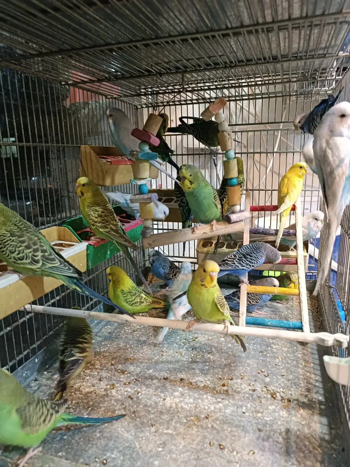 مرغ عشق انگلیسی|پرنده|اسلام‌شهر, مطهری|دیوار