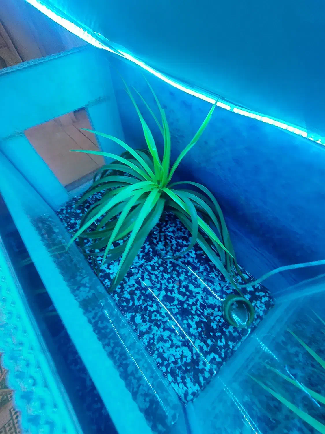 آکواریوم|ماهی|قم, انسجام|دیوار