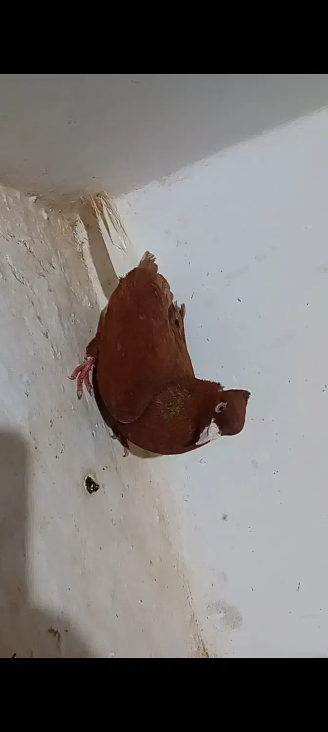 دم سفید نر|پرنده|جوین, |دیوار