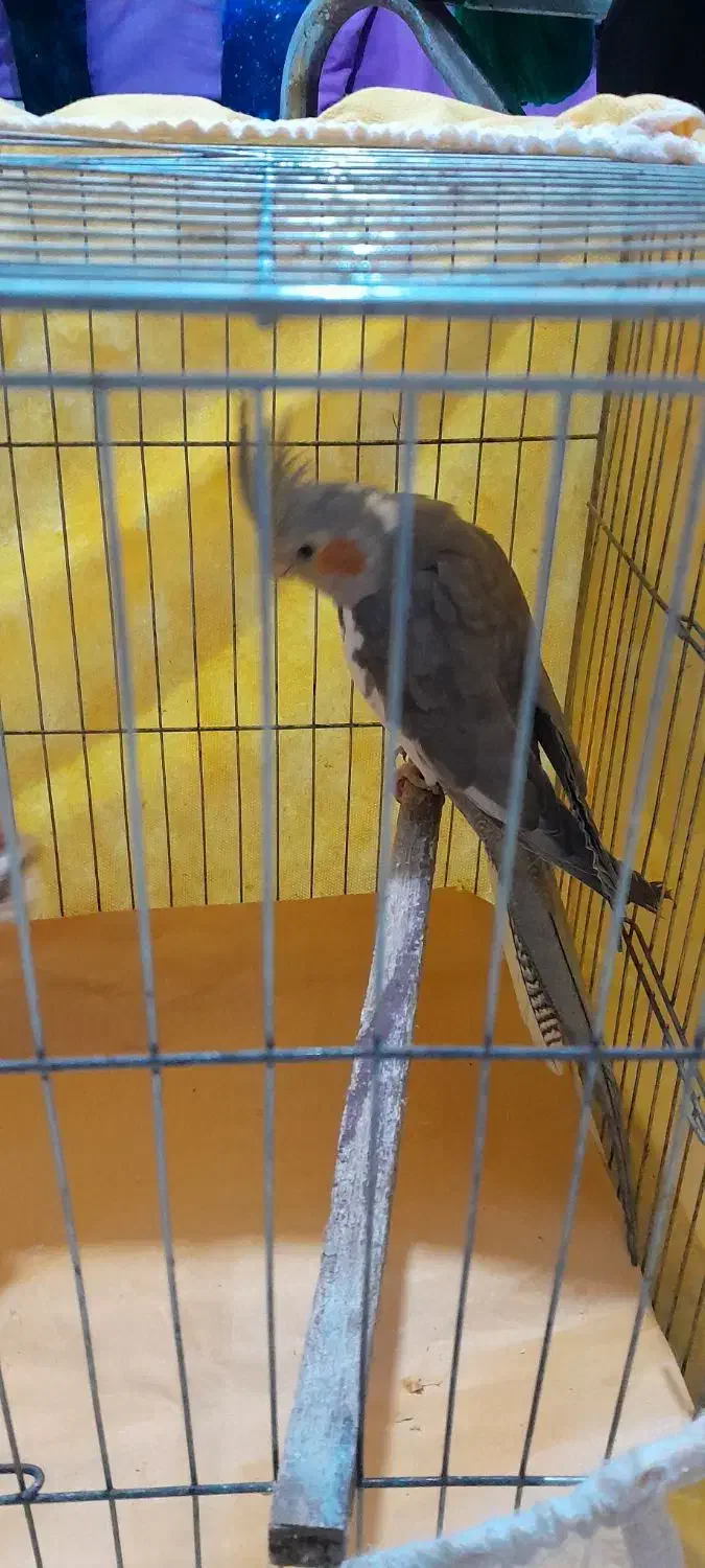 عروسهلندی|پرنده|رشت, جهاد|دیوار