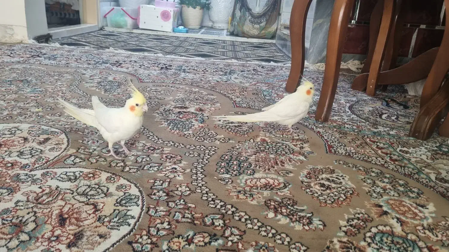 عروس هلندی جفت مولد|پرنده|بهار, |دیوار