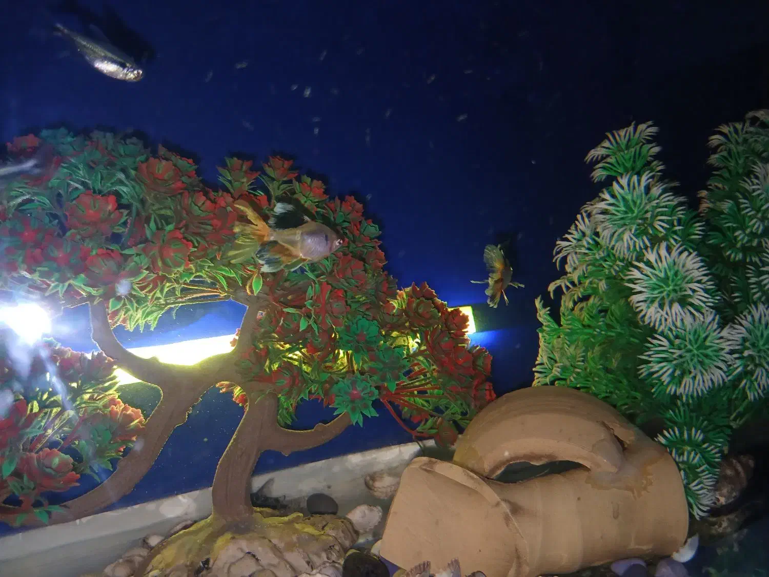 ماهی آکواریم|ماهی|محمدیه-قزوین, |دیوار