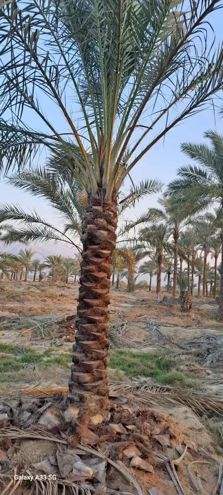 انواع نخل وپاجوش|خدمات باغبانی و درختکاری|یزد, |دیوار
