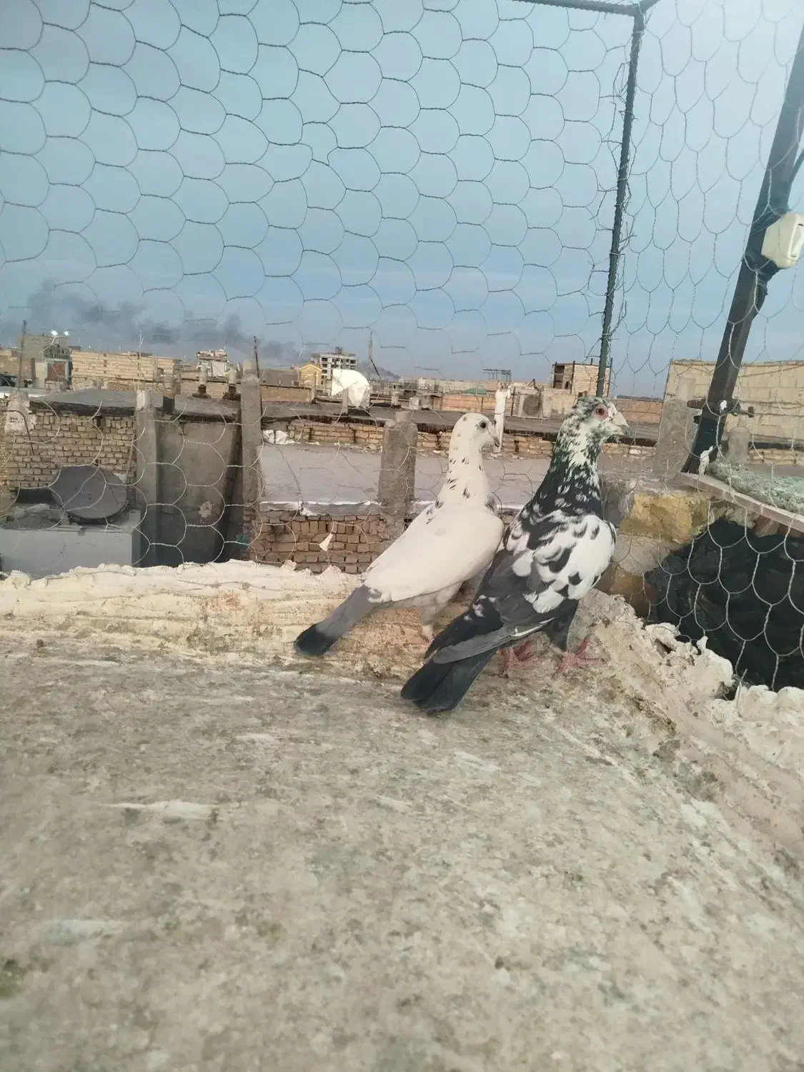 نروماده جفتی|پرنده|مشهد, انصار|دیوار