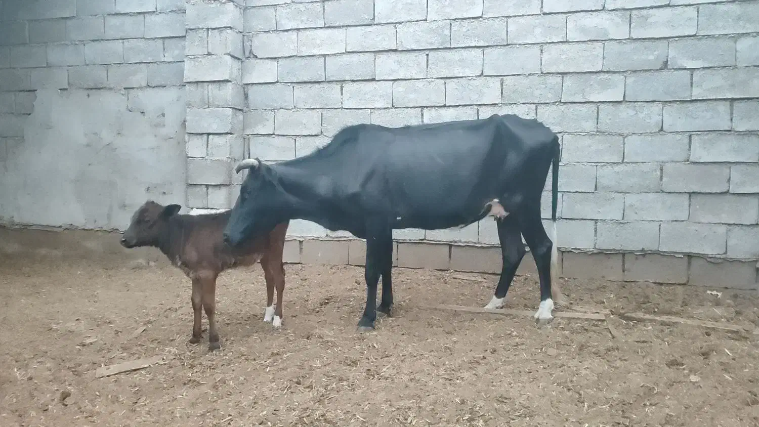 گاو با گوساله ماده و یک عدد گاو ابستن|حیوانات مزرعه|شادگان, |دیوار