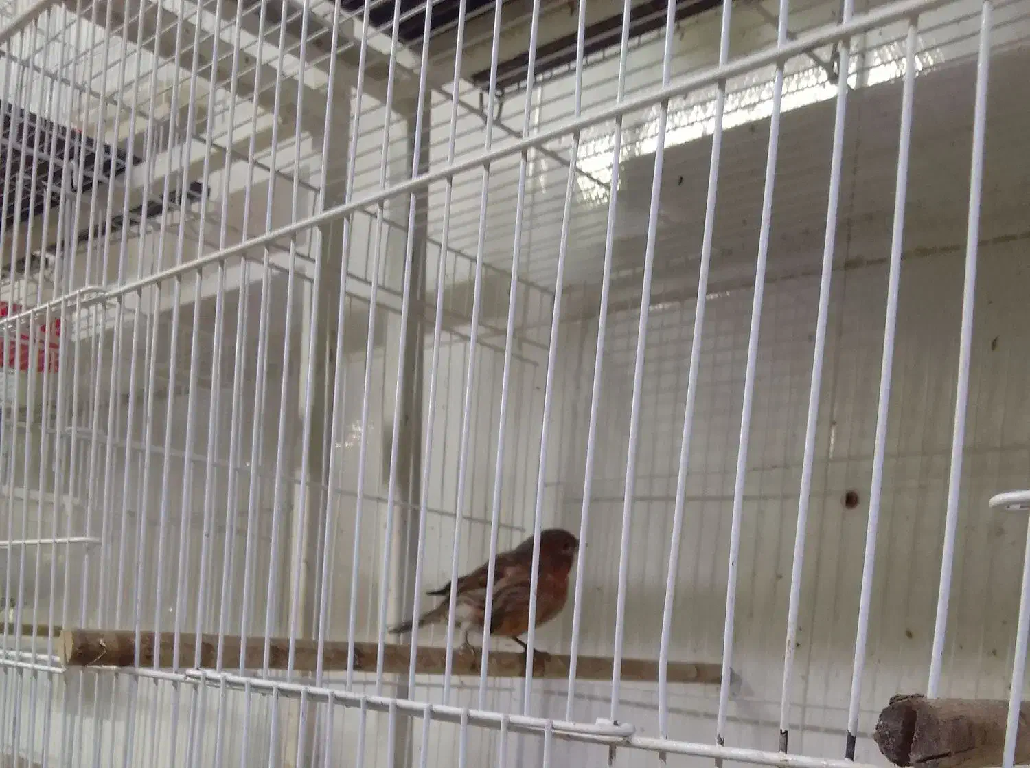 قناری|پرنده|نیشابور, مبارکه|دیوار