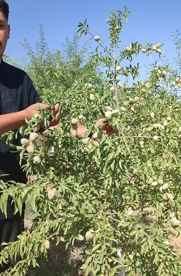 بادام کاغذی و سنگی باردار دیر گل مقاوم به سرما|خدمات باغبانی و درختکاری|سراب, |دیوار