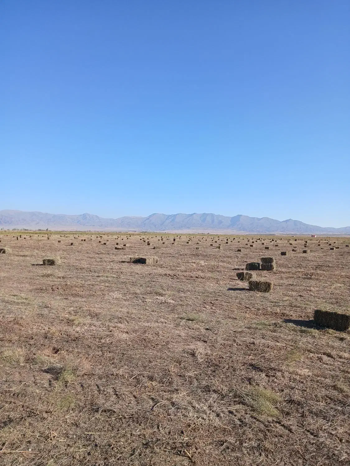 خارشترپرس شده خشک|لوازم جانبی حیوانات|خوی, |دیوار