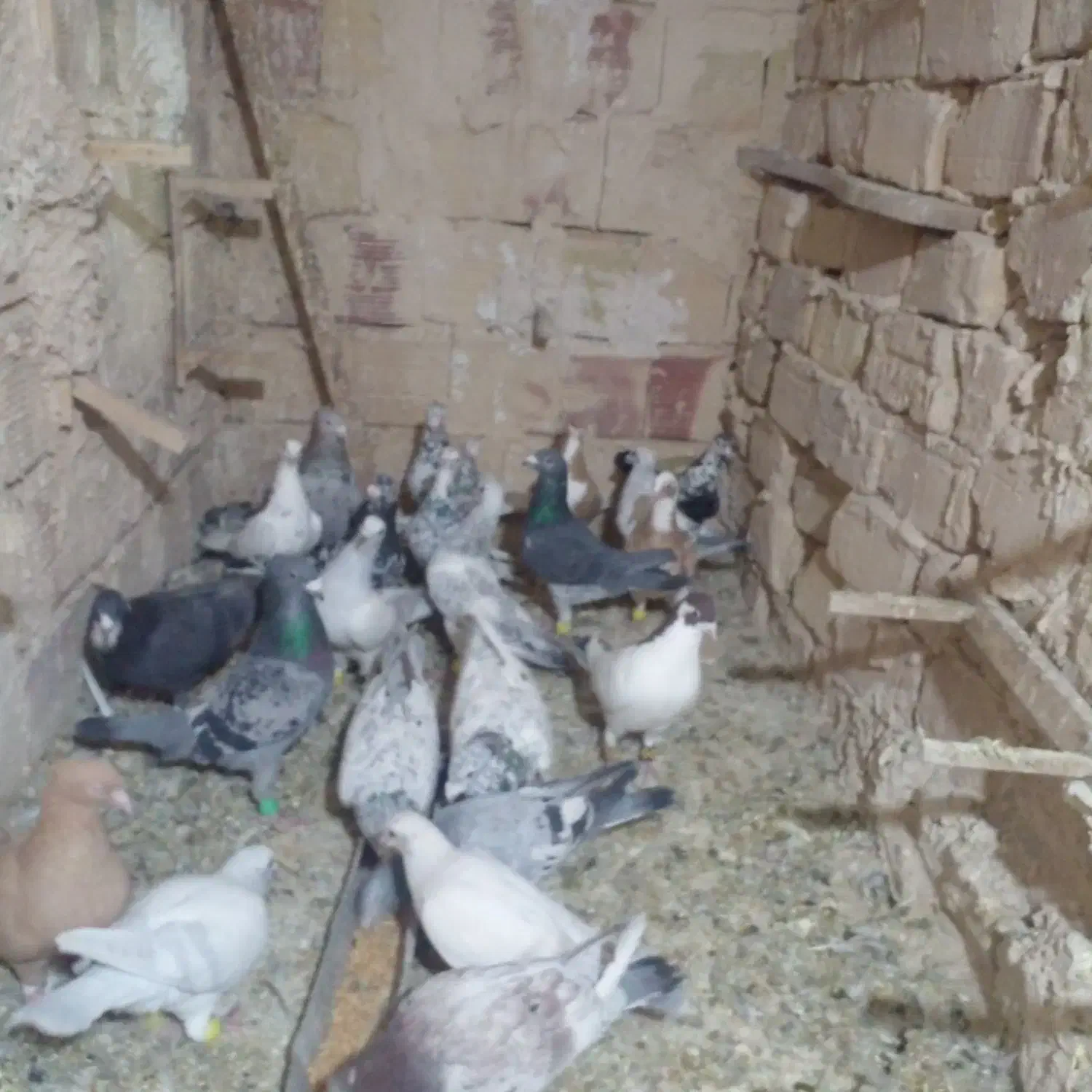 هفرنگ هوایی جوجه گیری|پرنده|فرح دشت, |دیوار