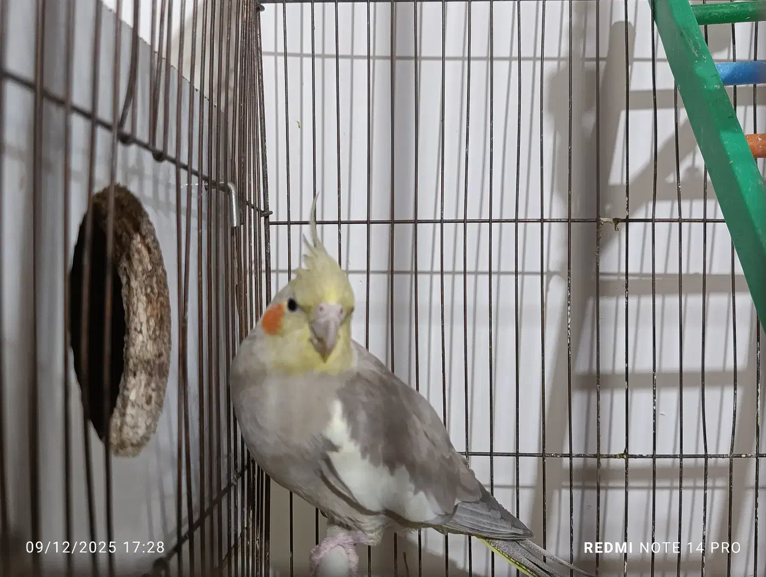 عروس هلندی|پرنده|میاندوآب, |دیوار