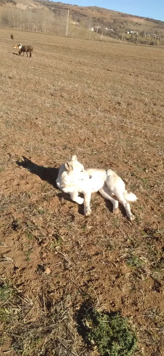 سگ ماده|سگ|دیلمان, |دیوار