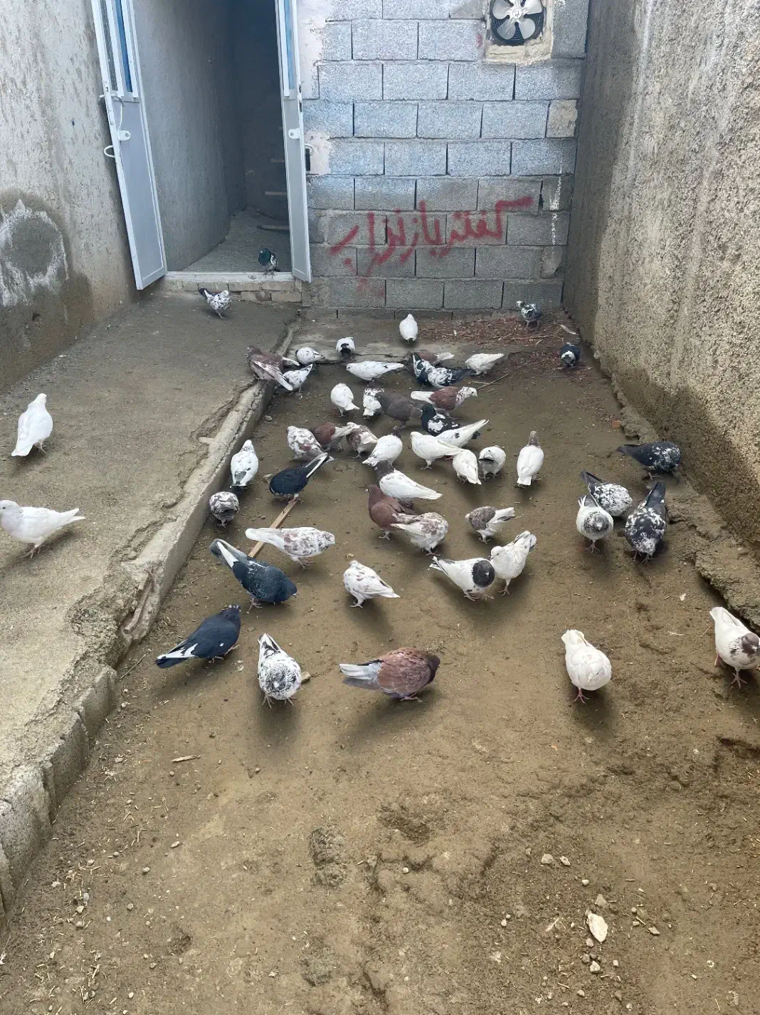 کبوتر|پرنده|نوشین شهر, |دیوار