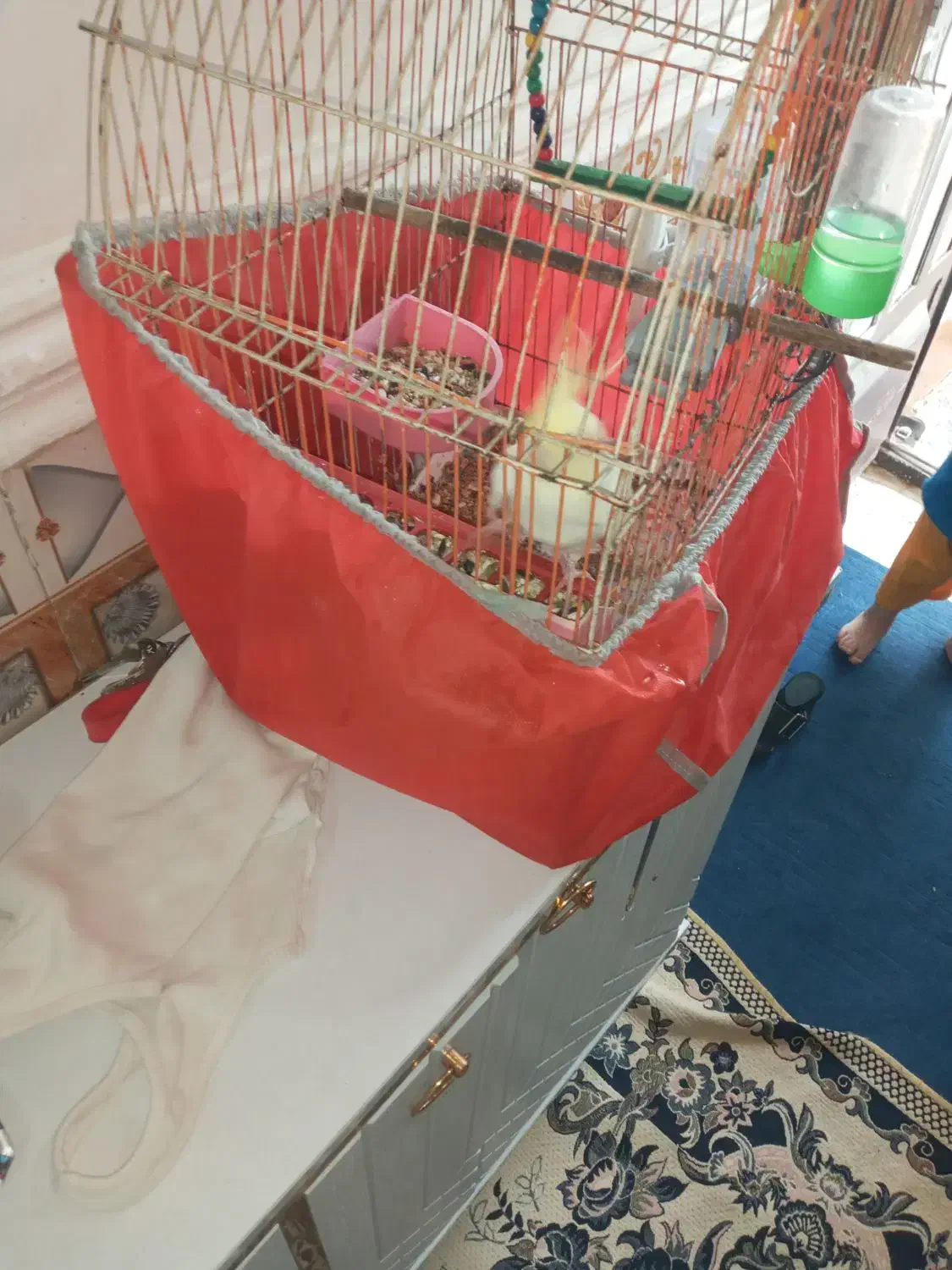 عروس پاریس|پرنده|کارون, |دیوار