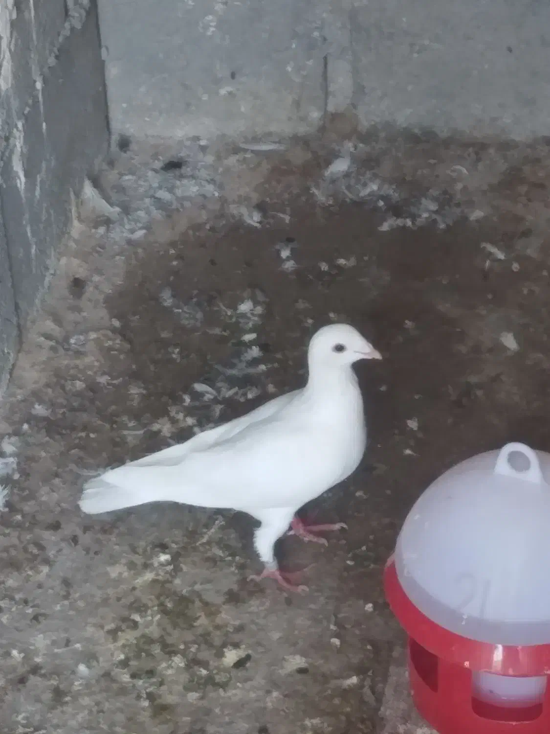 کبوتر پلاکی با پلاک|پرنده|سیراف, |دیوار