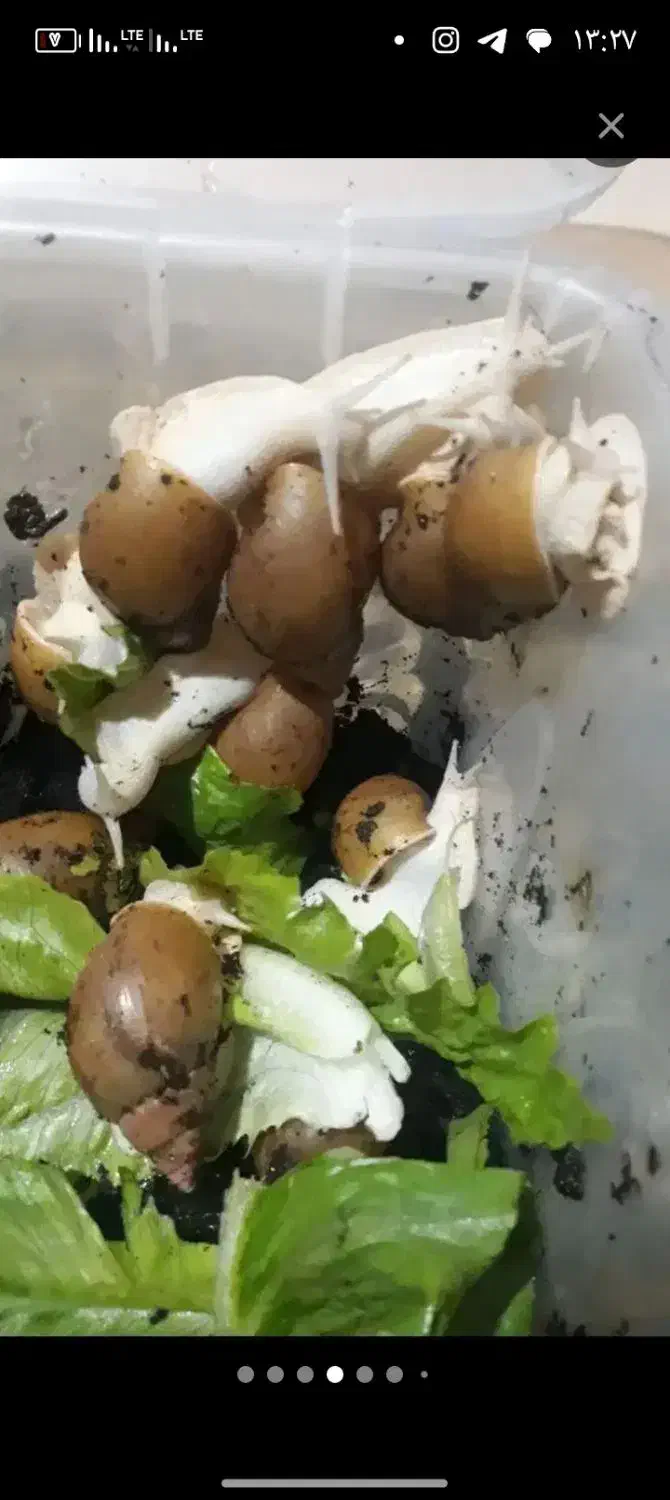 حلزون|خزنده|مشهد, طرق|دیوار