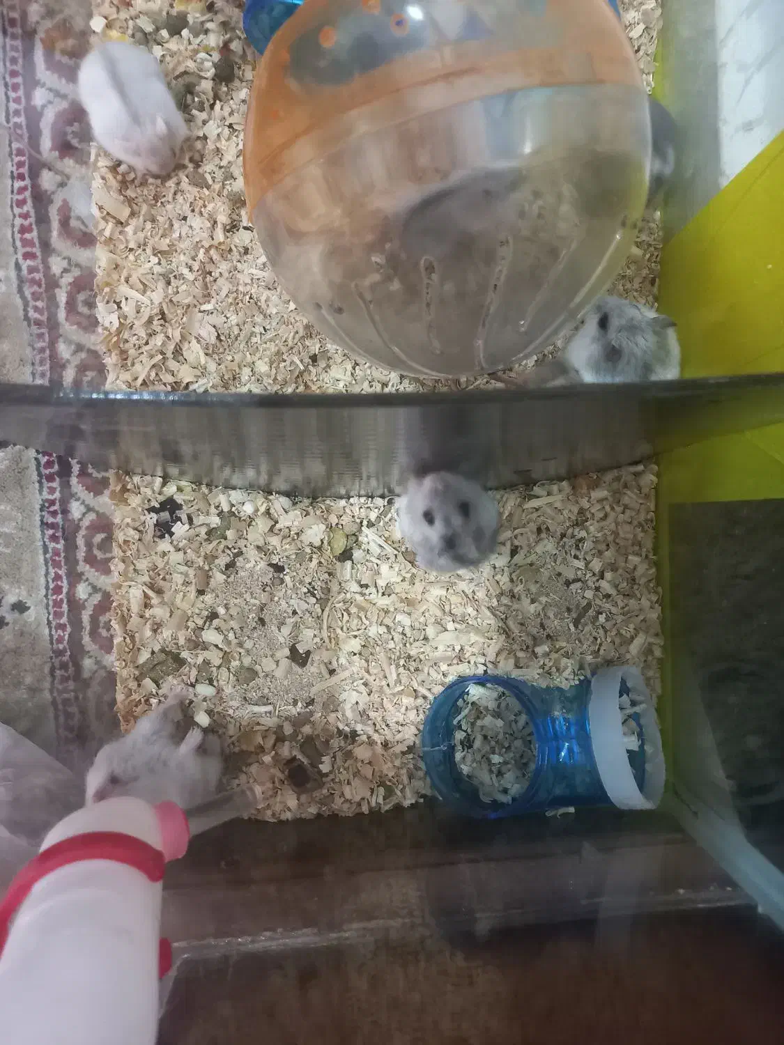 همستر وینتر وایت و کمپل|موش و خرگوش|تهران, مشیریه|دیوار