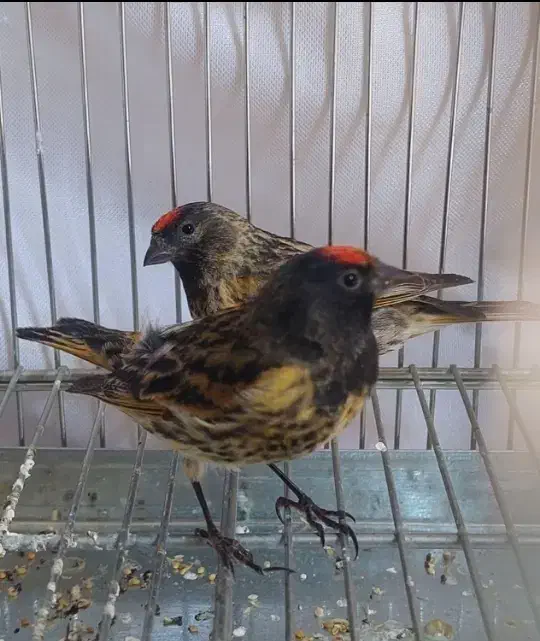 سهره سینه سرخ وگلبسرنر|پرنده|خمینیشهر, |دیوار