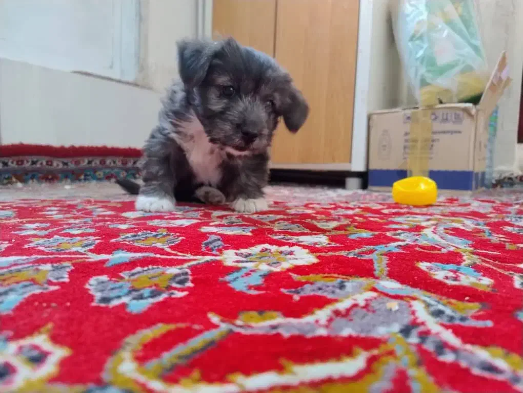 سگ فانتزی|سگ|مرودشت, ابوذر شمالی‎|دیوار