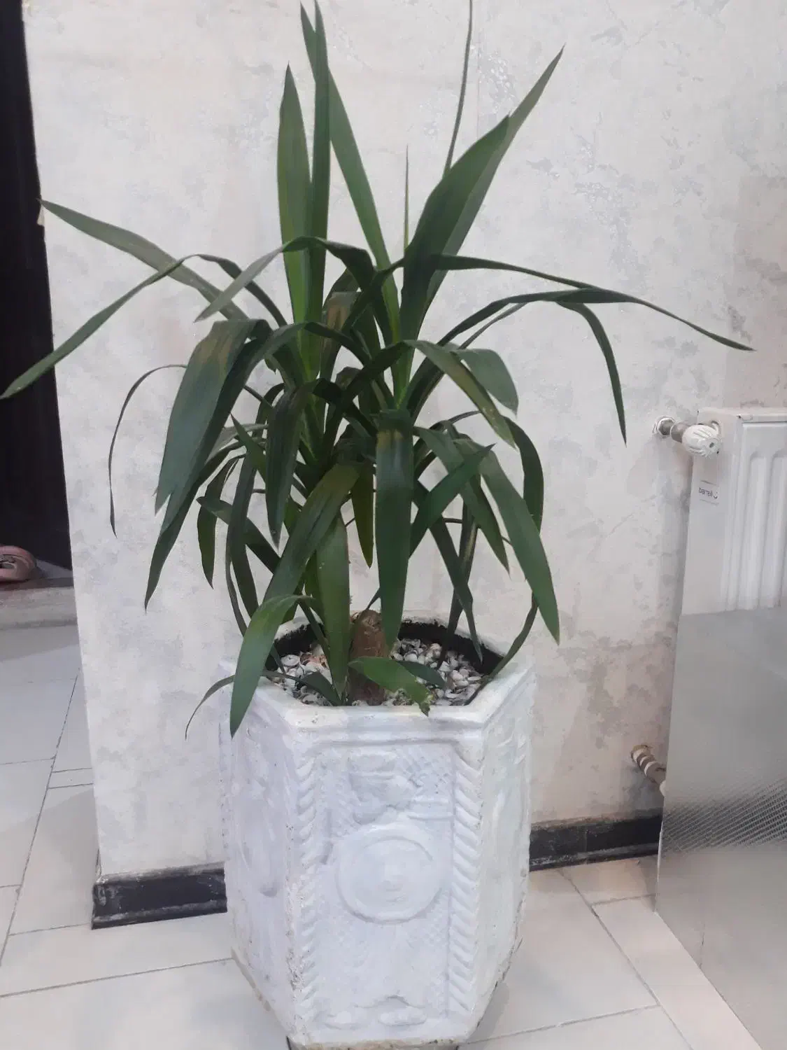 گل  طبیعی|گل و گیاه طبیعی|فولادشهر, مسکن مهر فولادشهر|دیوار