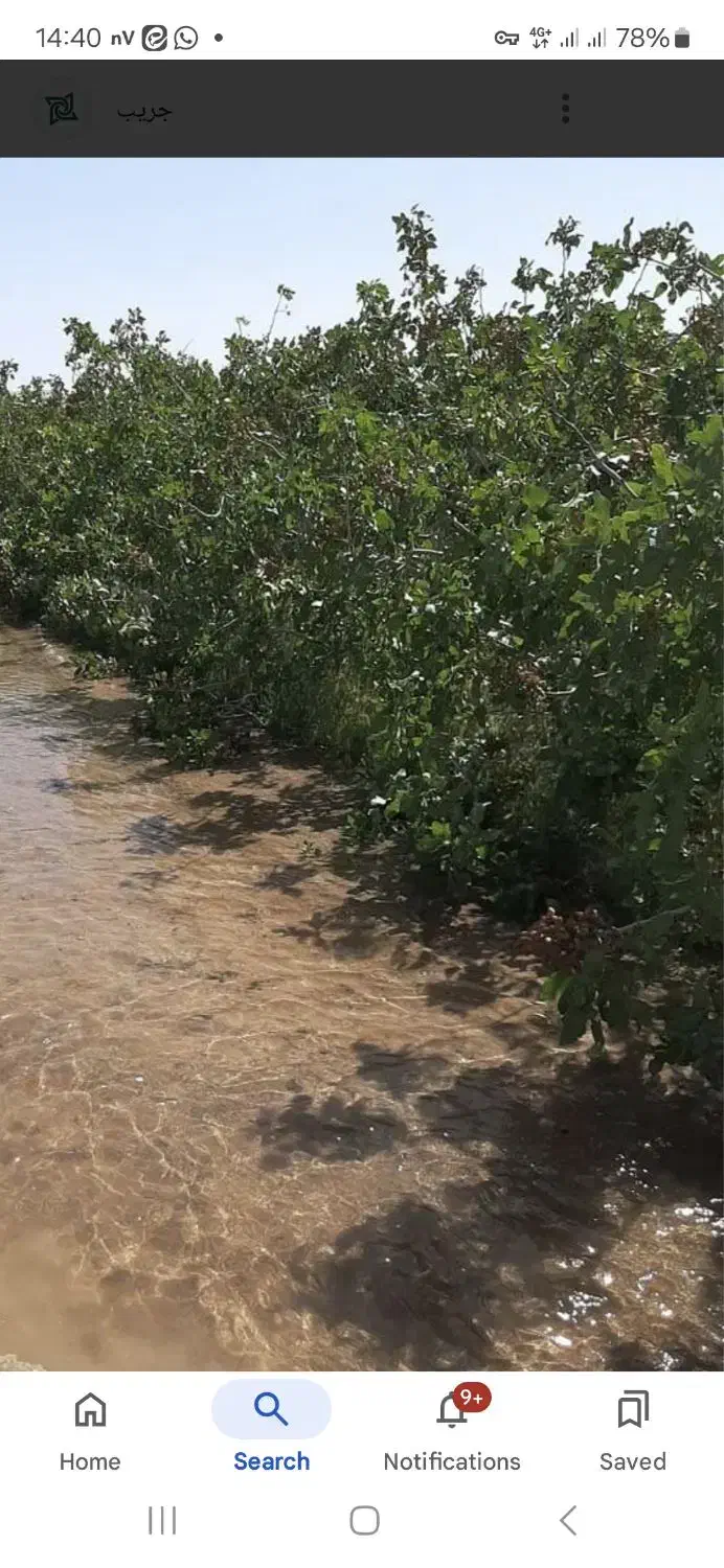 فروش باغ پسته|فروش دفتر صنعتی، کشاورزی، تجاری|سمنان, |دیوار