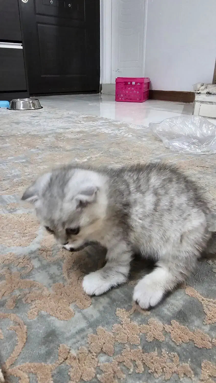 واگذاری گربه اسکاتیش|گربه|همدان, |دیوار