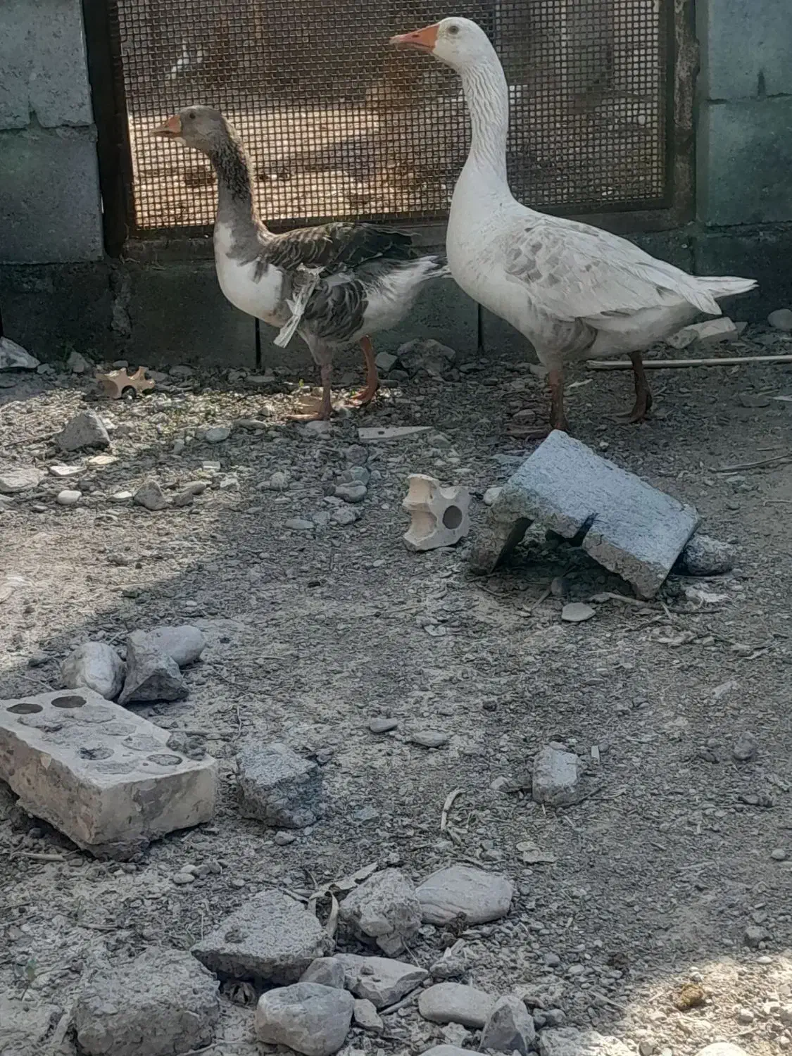 غاز|حیوانات مزرعه|رودان, |دیوار