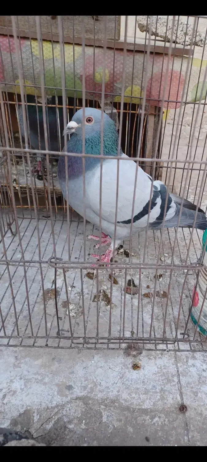 پلاکی|حیوانات|اهواز, نادری|دیوار