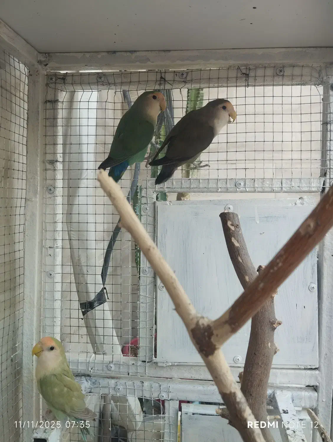 طوطی برزیلی رنگ های خاص دوماده و یک نر|پرنده|برازجان, |دیوار