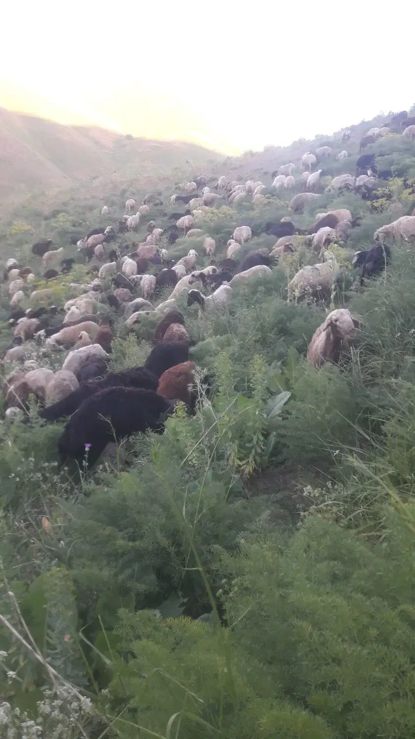 گوسفند گوشتی برای مصرف خانواده همراه باقصاب|حیوانات مزرعه|سنندج, |دیوار