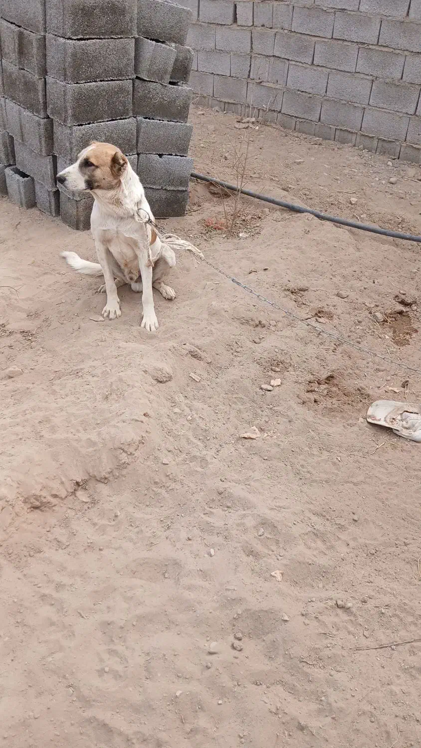 سگ گله|سگ|ماهان, |دیوار