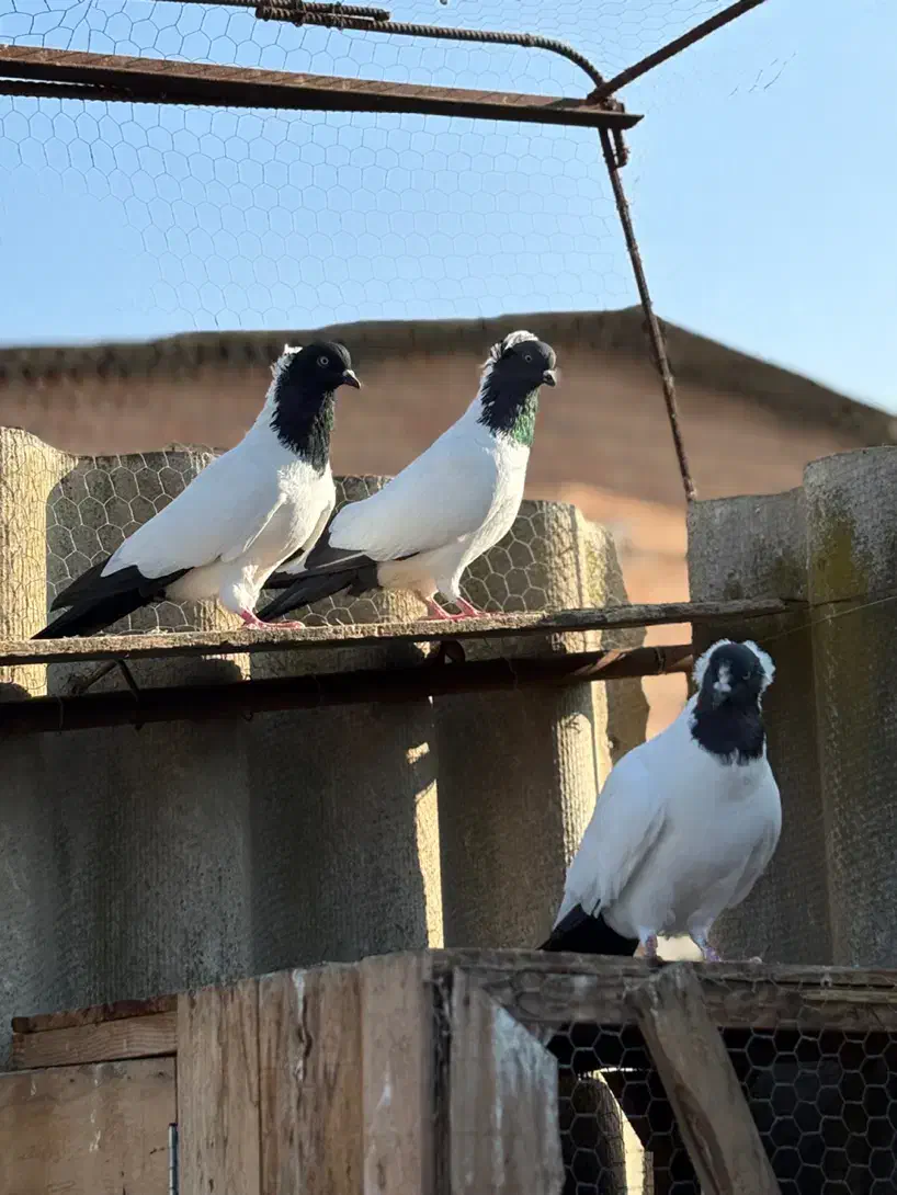 کبوتر راهب المانی|پرنده|گلوگاه, |دیوار