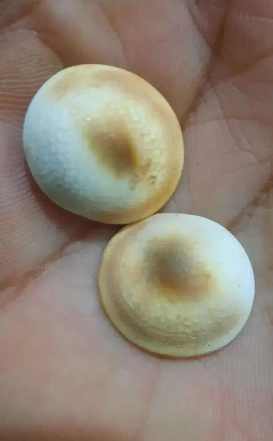 مهره اصل|جواهرات|تهران, تجریش|دیوار